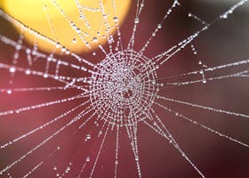 A close-up view of a spiderweb adorned with dew droplets creating a natural pattern.